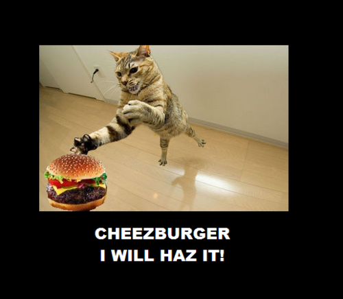 Lolcat Cheeseburger Craze